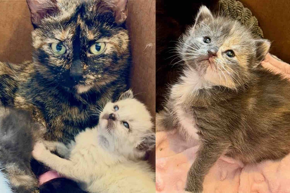 Stray Cat Moves Herself into a Home in Search of Help, It Turns Out She Has Kittens on the Way