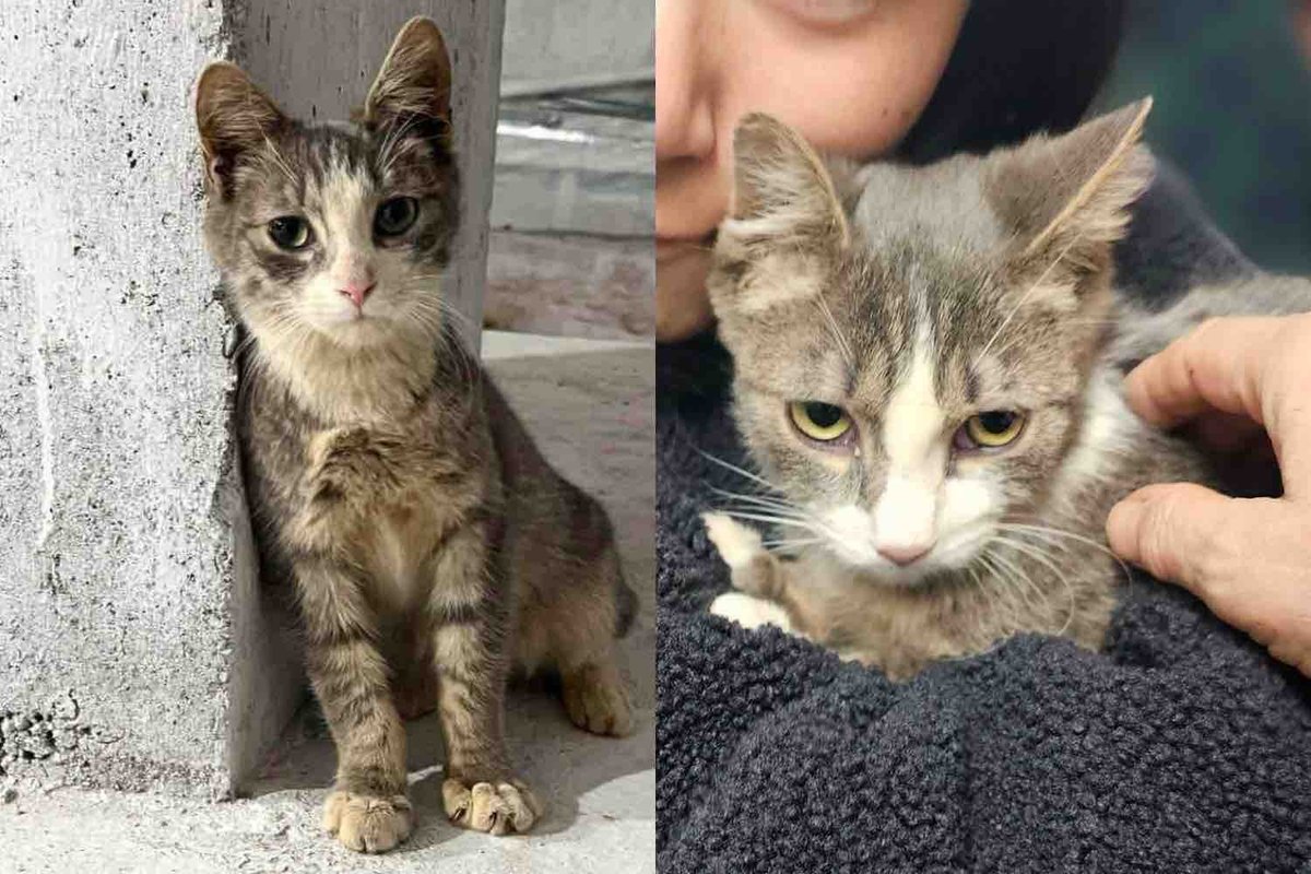 Cat Follows a Worker at a Construction Site Until the Day He Gets What He Always Wanted