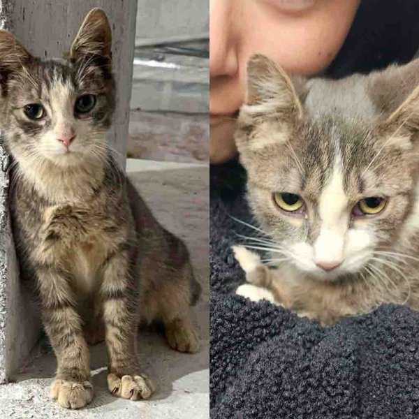 Cat Follows a Worker at a Construction Site Until the Day He Gets What He Always Wanted