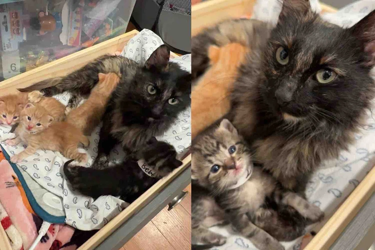 Kind People Notice a Cat with Her Kittens Living Inside an Empty Tire and Change Their Lives Overnight