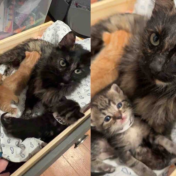 Kind People Notice a Cat with Her Kittens Living Inside an Empty Tire and Change Their Lives Overnight