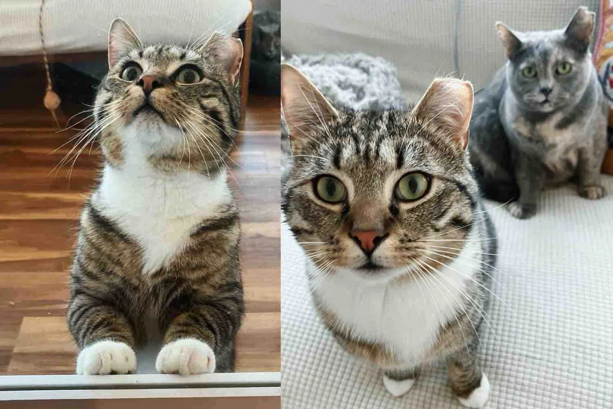 They Welcome Stray Cat into Their Home and Watch Him Form the Sweetest Friendship with Another Cat