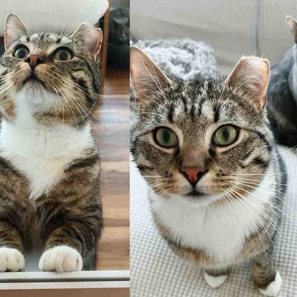 They Welcome Stray Cat into Their Home and Watch Him Form the Sweetest Friendship with Another Cat