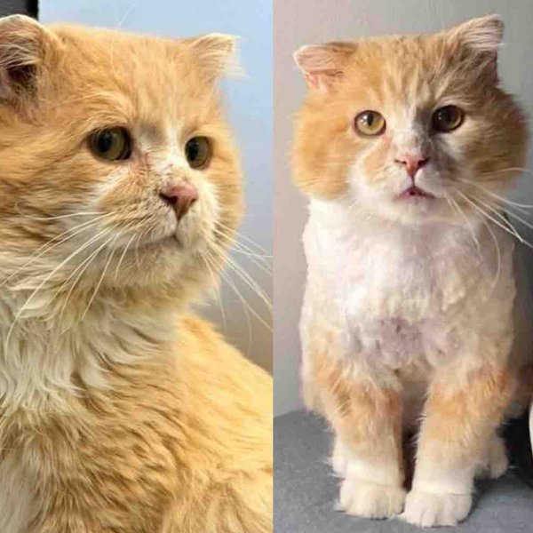 Cat Found in the Cold Moves Inside for the First Time After Years, and Truly Starts to Shine