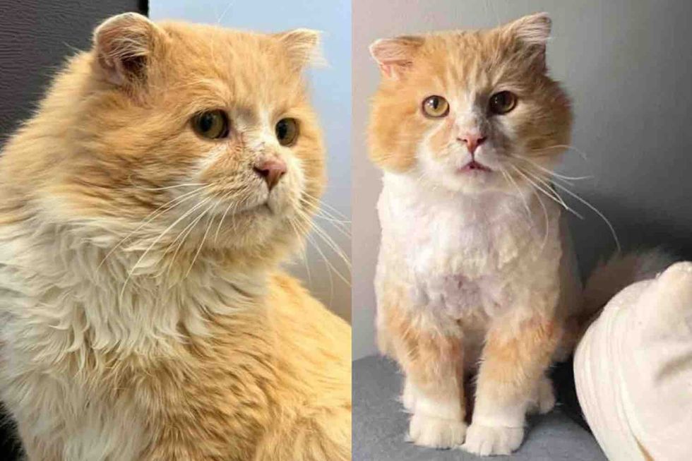 Cat Found in the Cold Moves Inside for the First Time After Years, and Truly Starts to Shine