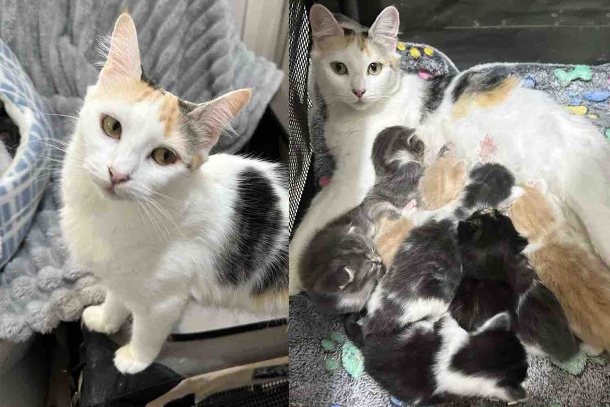 Kind People Welcome a Shelter Cat Who Needed a Place to Land, She Arrives with 8 Little Ones by Her Side