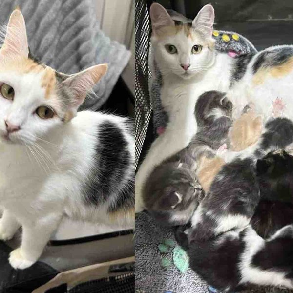 Kind People Welcome a Shelter Cat Who Needed a Place to Land, She Arrives with 8 Little Ones by Her Side