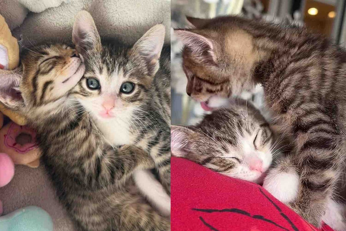 They Take in 2 Kittens in Need, From the Very Beginning, the Cat Brothers Clearly Belong Together