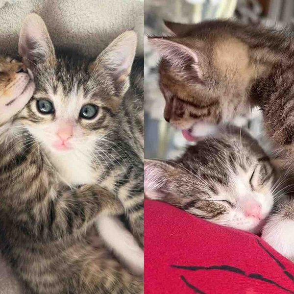 They Take in 2 Kittens in Need, From the Very Beginning, the Cat Brothers Clearly Belong Together