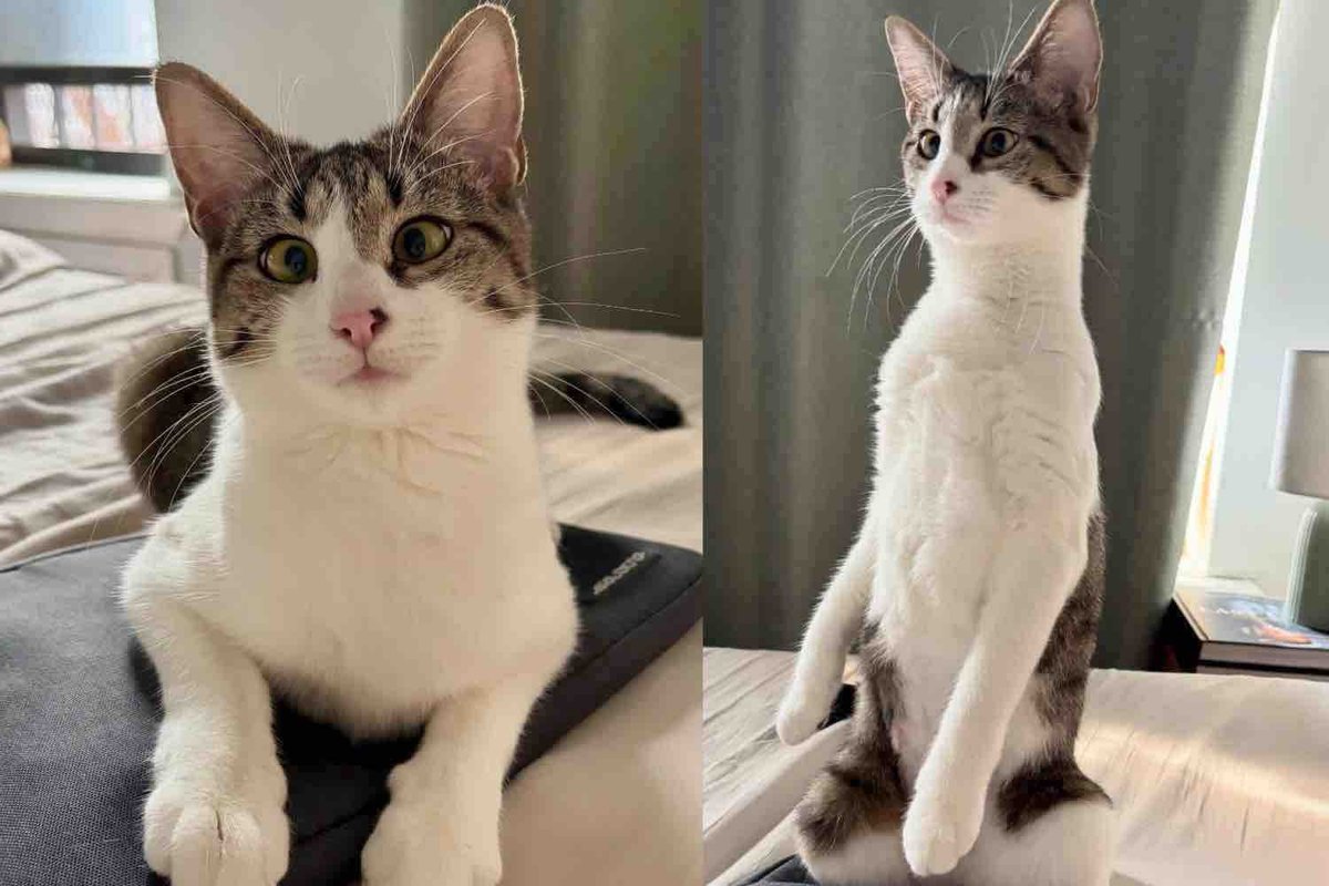 Cat Gives Indoor Life a Try, Within Days, She Becomes the Happiest Cat She Didn't Know She Could Be