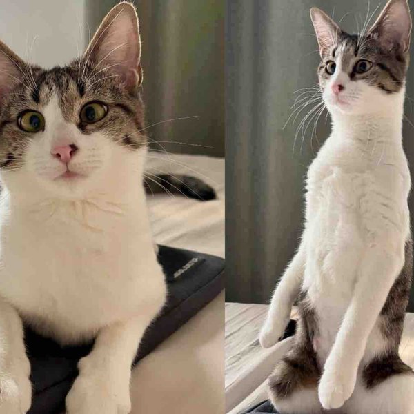 Cat Gives Indoor Life a Try, Within Days, She Becomes the Happiest Cat She Didn't Know She Could Be