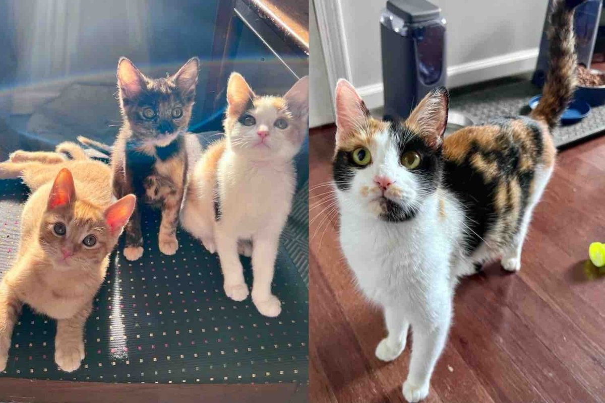 They Find a Cat and Kittens in a Parking Lot and Make It Their Mission to Give Them a Better Life