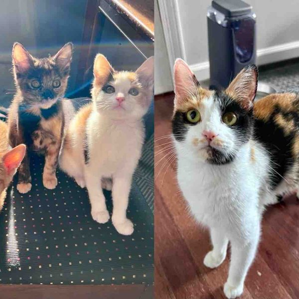 They Find a Cat and Kittens in a Parking Lot and Make It Their Mission to Give Them a Better Life