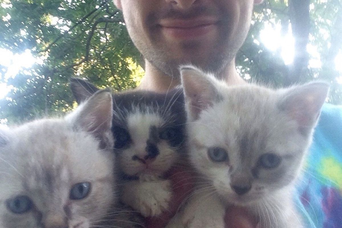 Man Found 3 Kittens Under a Gazebo, and Was Chosen by One