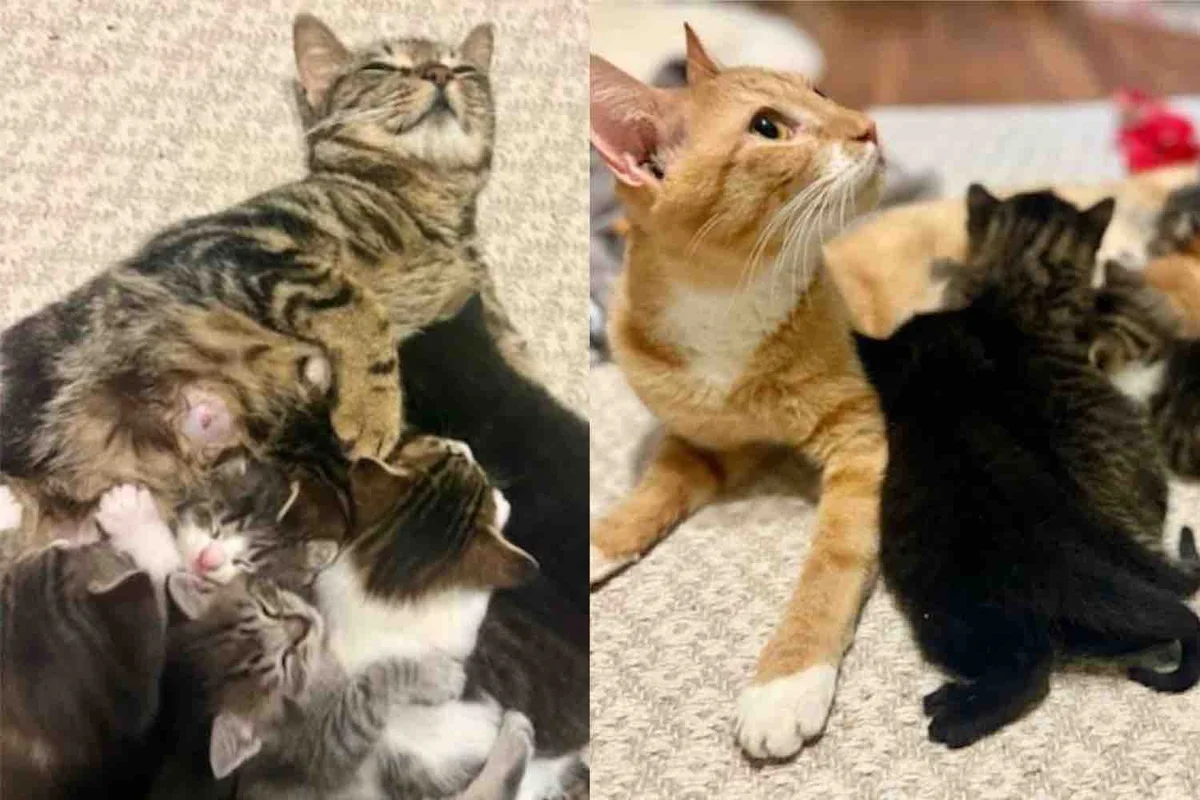 Mother Cats Rescued Separately But Find Each Other One Day and Decide to Raise Their Kittens Together