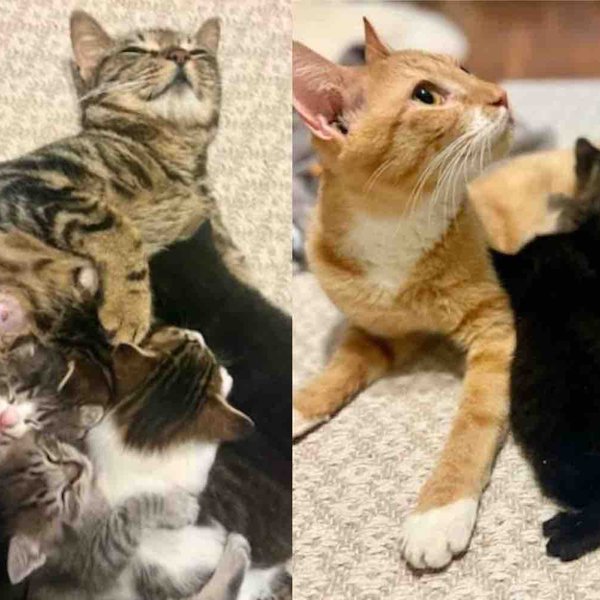 Mother Cats Rescued Separately But Find Each Other One Day and Decide to Raise Their Kittens Together