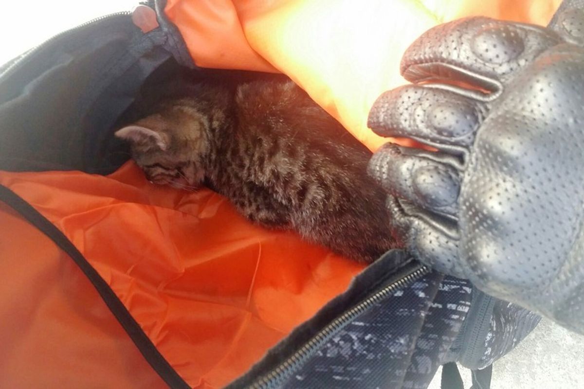 Man Rescues Kitten from the Road and Helps Him Walk Again