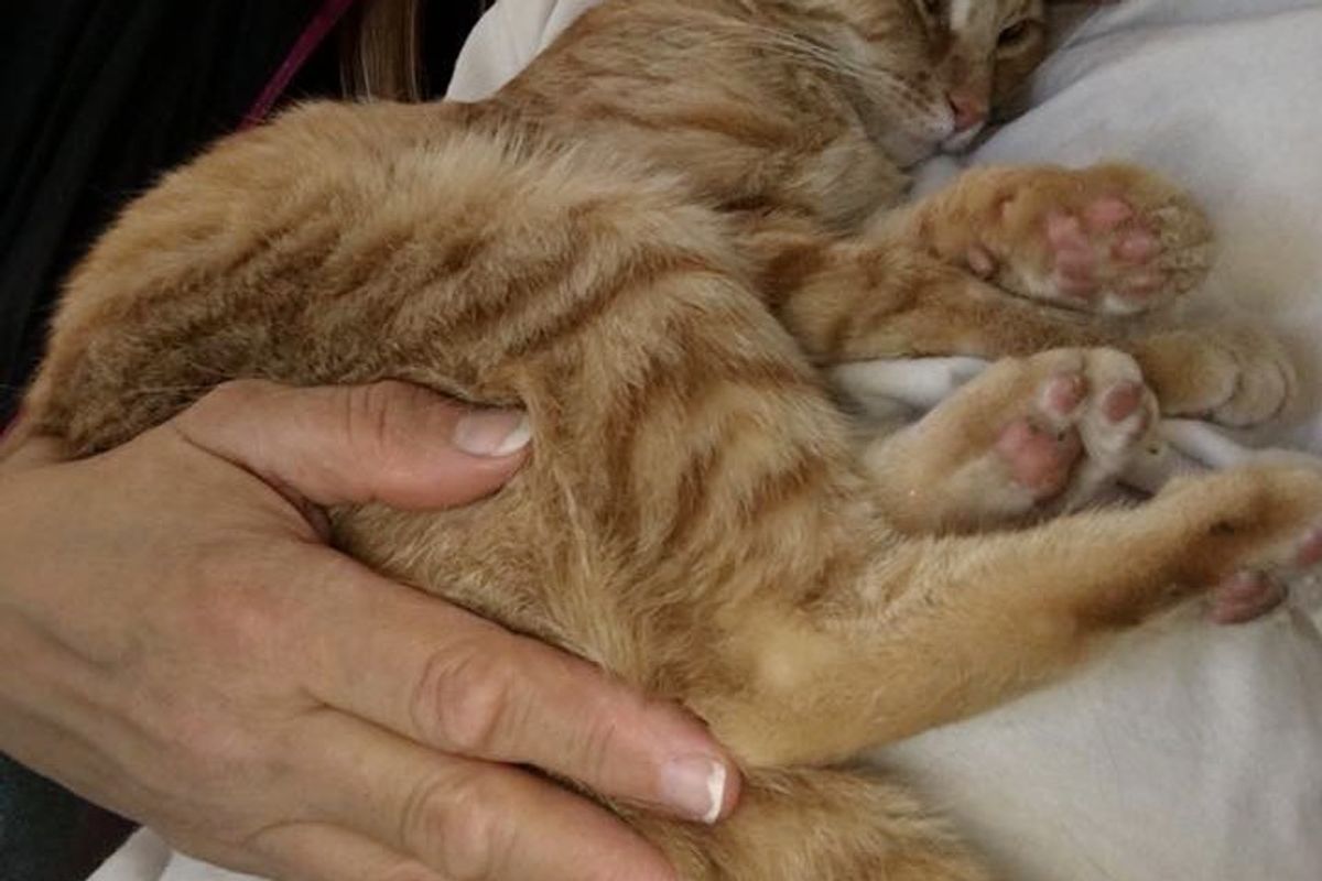Woman Saves Kitten from Death Row in the Nick of Time and Turns Her Life Around with Love