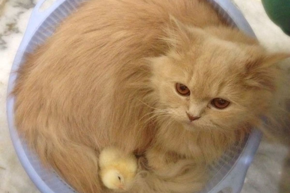Bonnie the Cat Decides to Become Mom to Two Little Chicks
