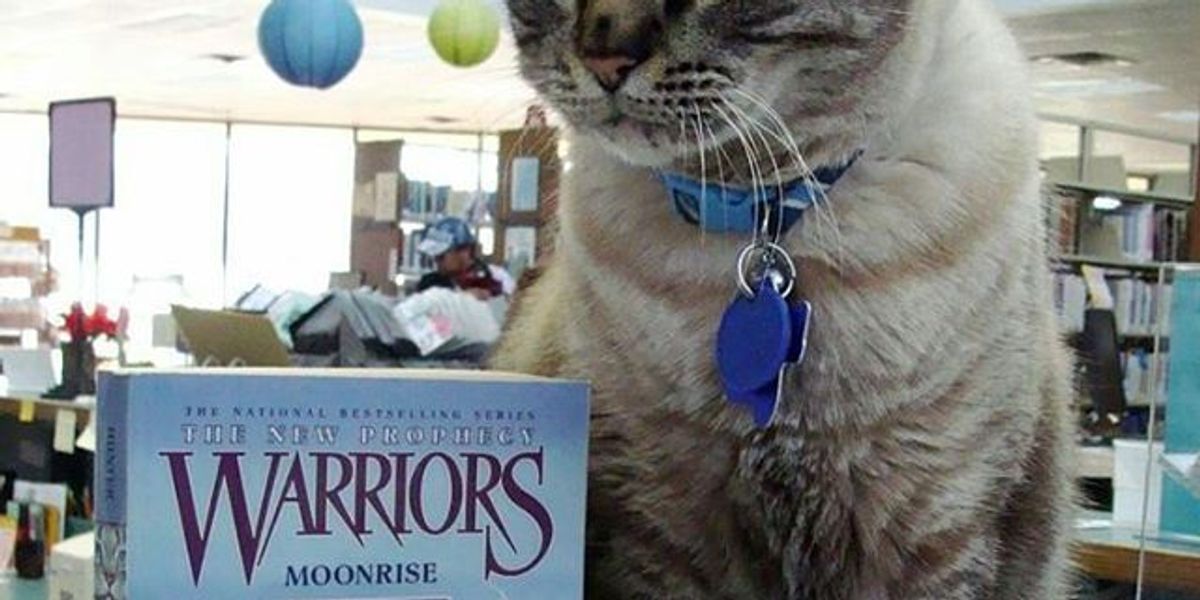 Library Cat Warning Library Cat is Being Taken Away from the Place He Calls Home After 6 ...
