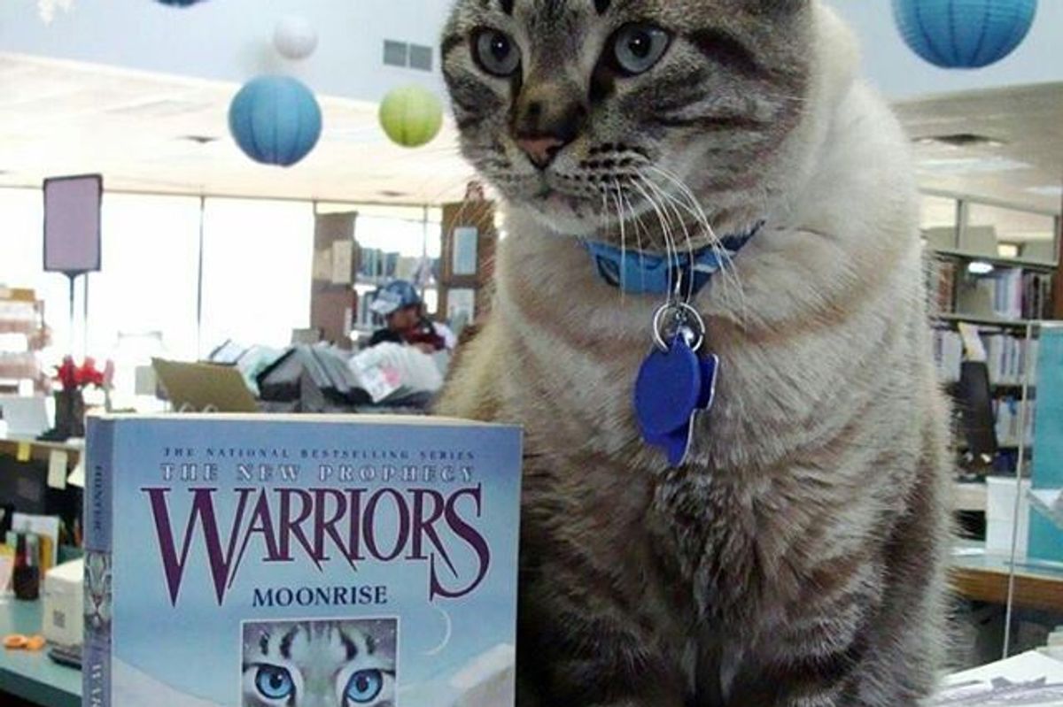 Library Cat is Being Taken Away from the Place He Calls Home After 6 Years