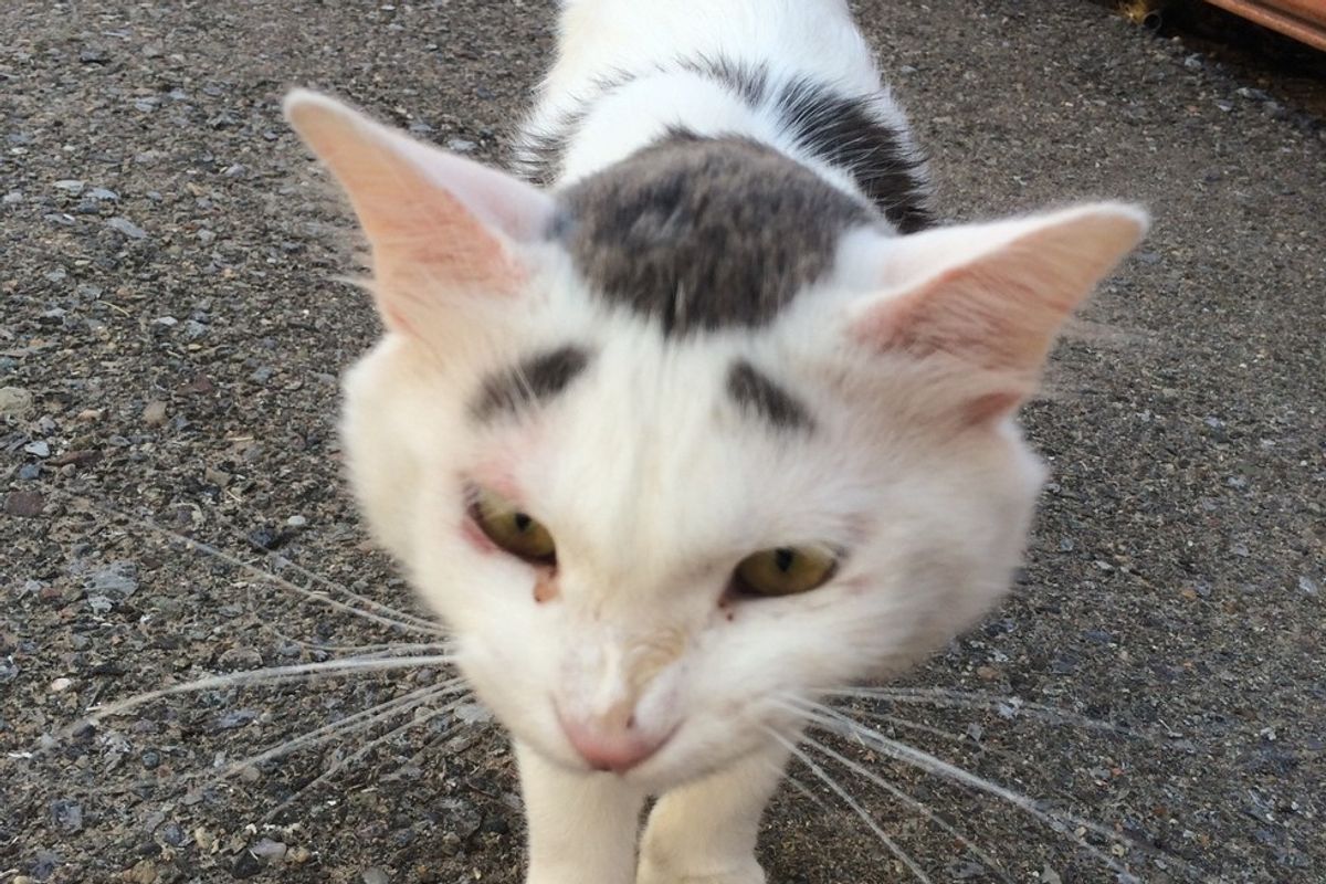 Stray Cat with Eyebrow Like Markings Walks Up to Woman for Cuddles