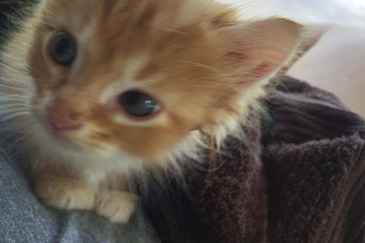 Kitten Half the Size for His Age Determined to Live and Grow