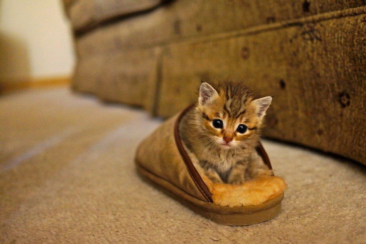 Cat Comes Running Every Time Her Human Sings. It Reminds Her of Her Mom