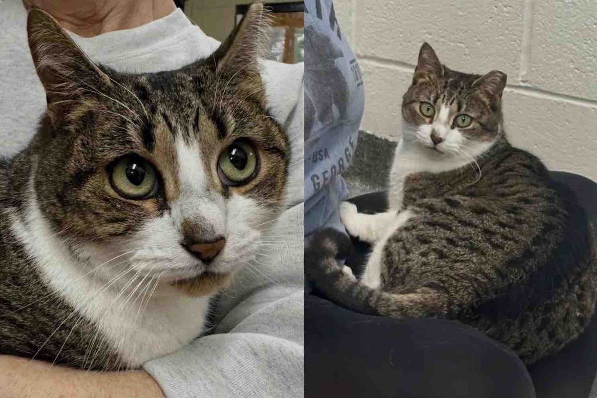 Cat Found Outside Seeking Warmth and Food Now Longs for Trust and a Lap to Call Her Own