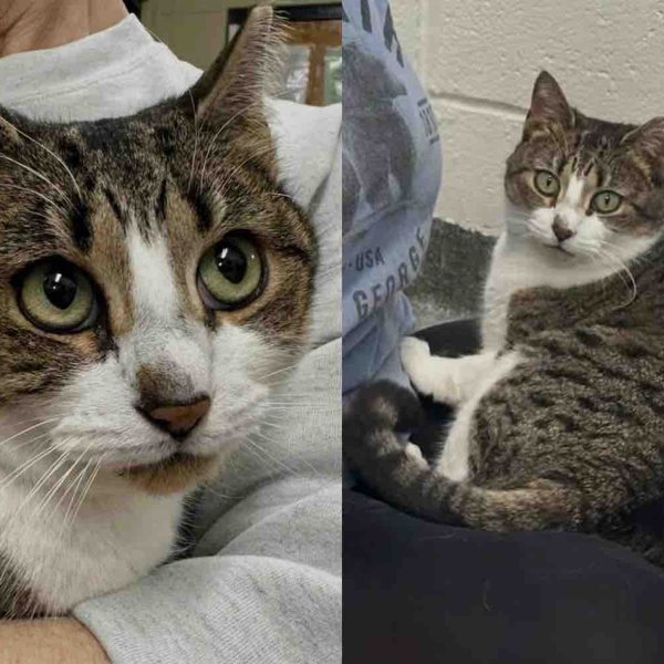 Cat Found Outside Seeking Warmth and Food Now Longs for Trust and a Lap to Call Her Own