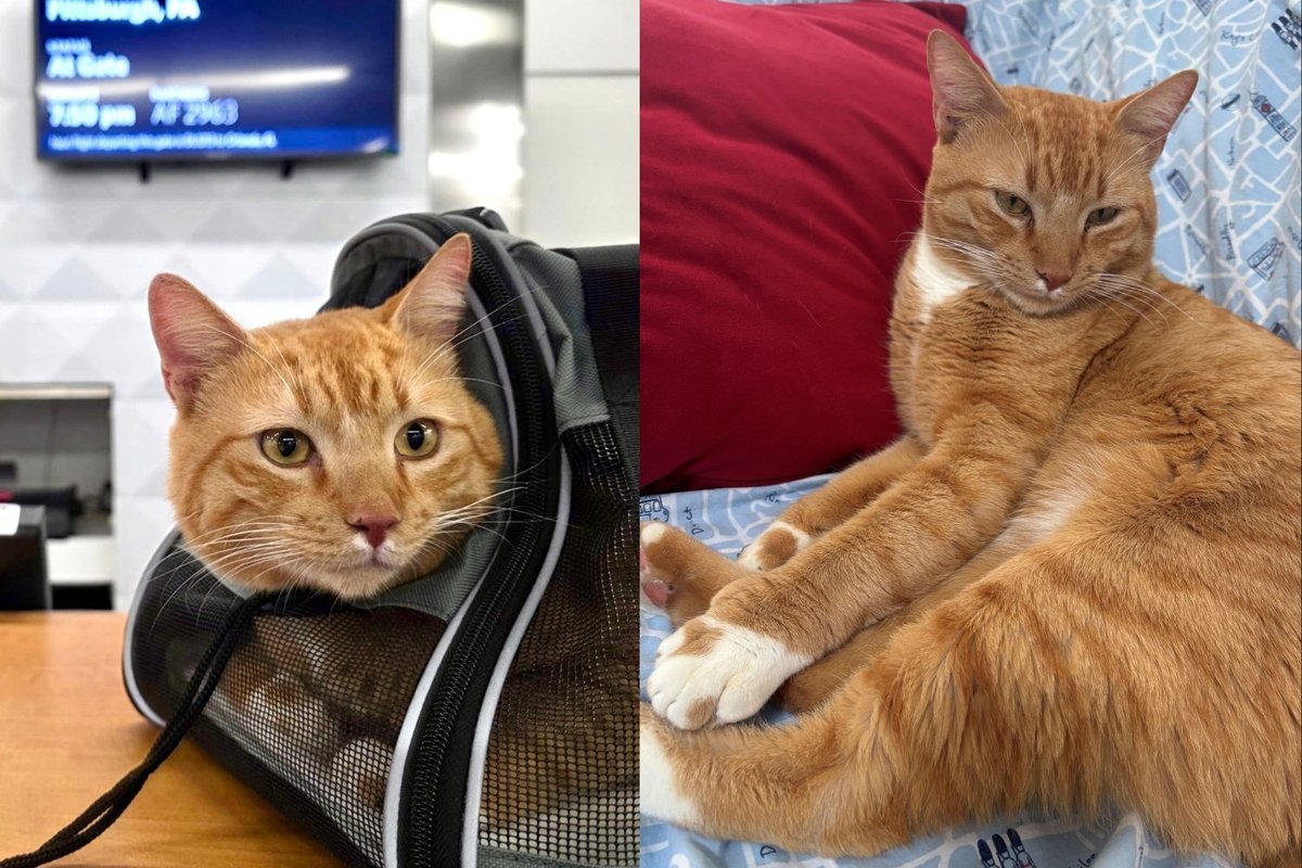 Stray Cat Found at Caribbean Resort Completes Long-Distance Rescue Journey