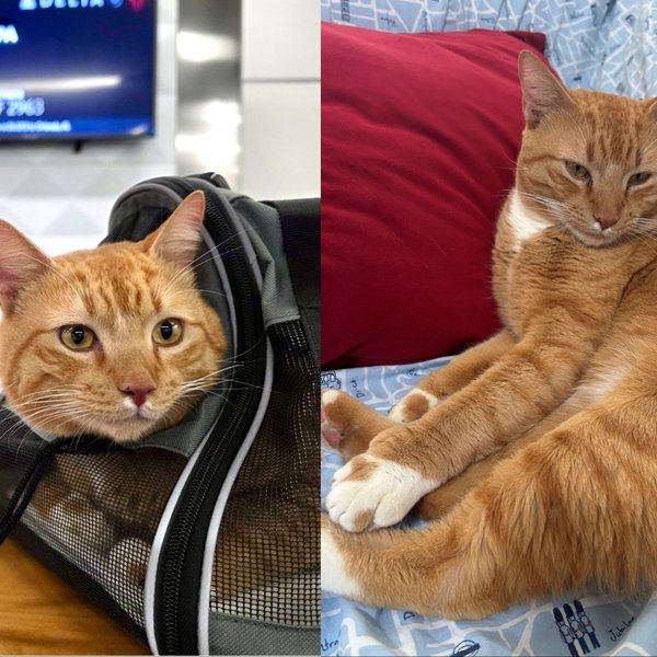Stray Cat Found at Caribbean Resort Completes Long-Distance Rescue Journey