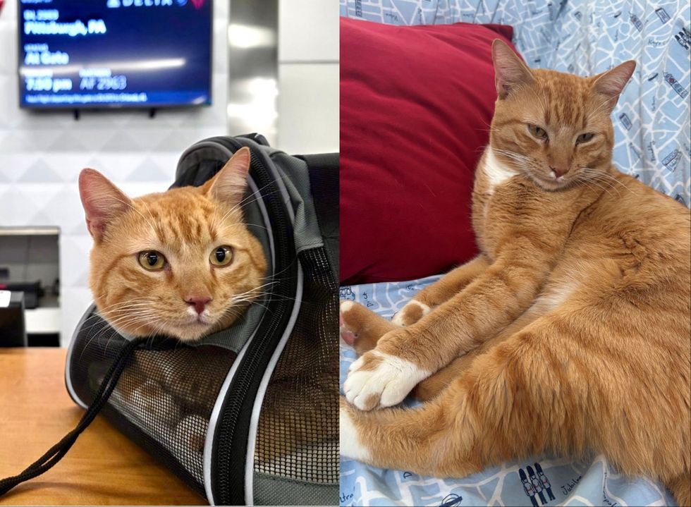 Stray Cat Found at Caribbean Resort Completes Long-Distance Rescue Journey