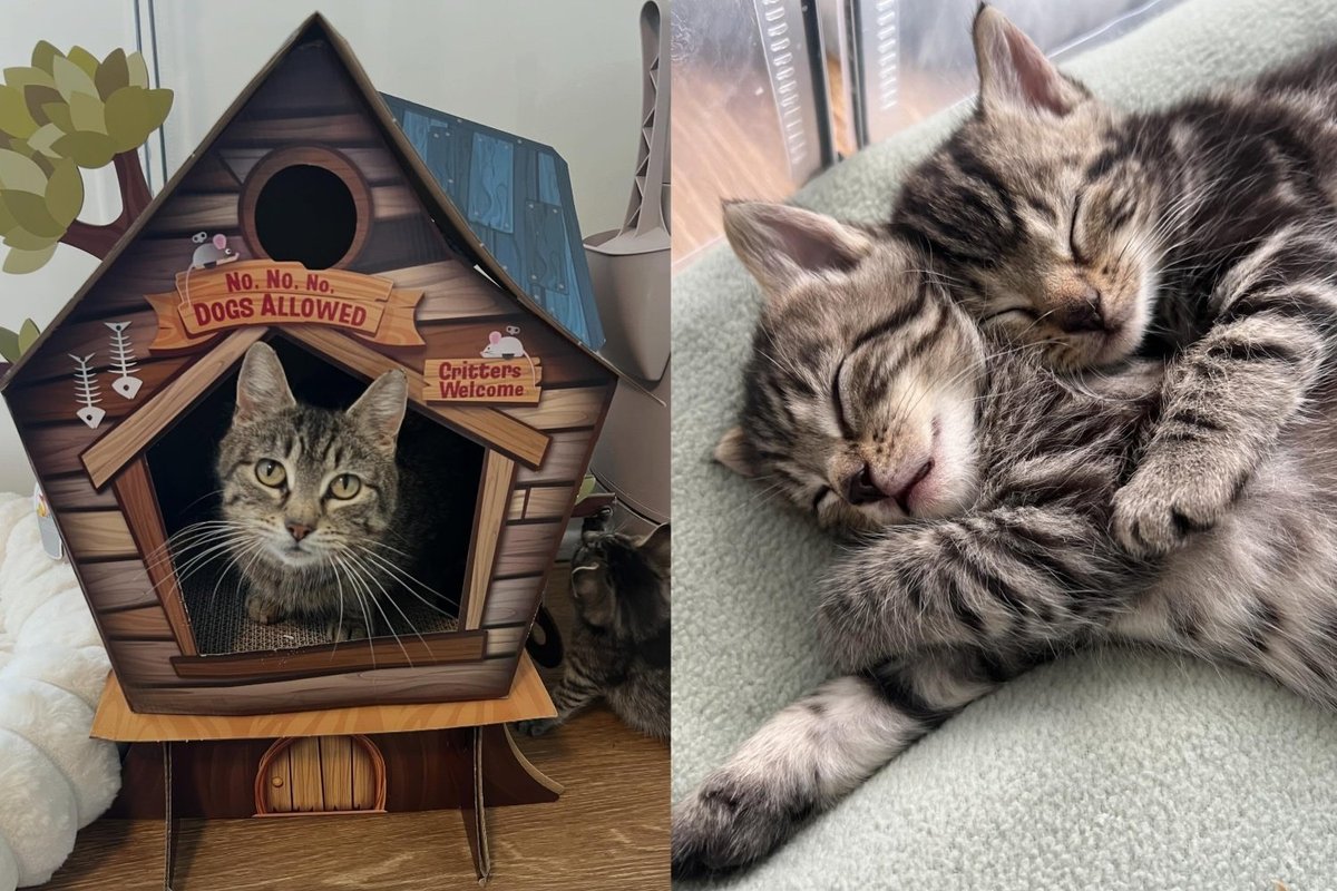 Mom Cat and Her Kittens Rescued from Colony Beat Odds and Found Their Way to Love