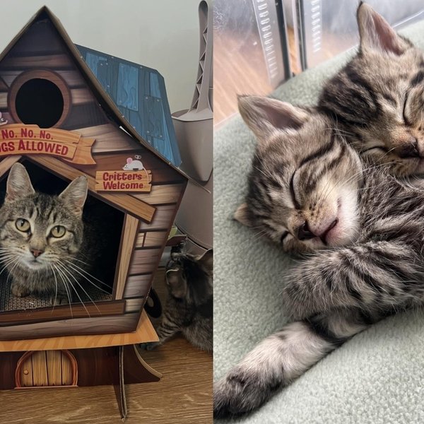 Mom Cat and Her Kittens Rescued from Colony Beat Odds and Found Their Way to Love