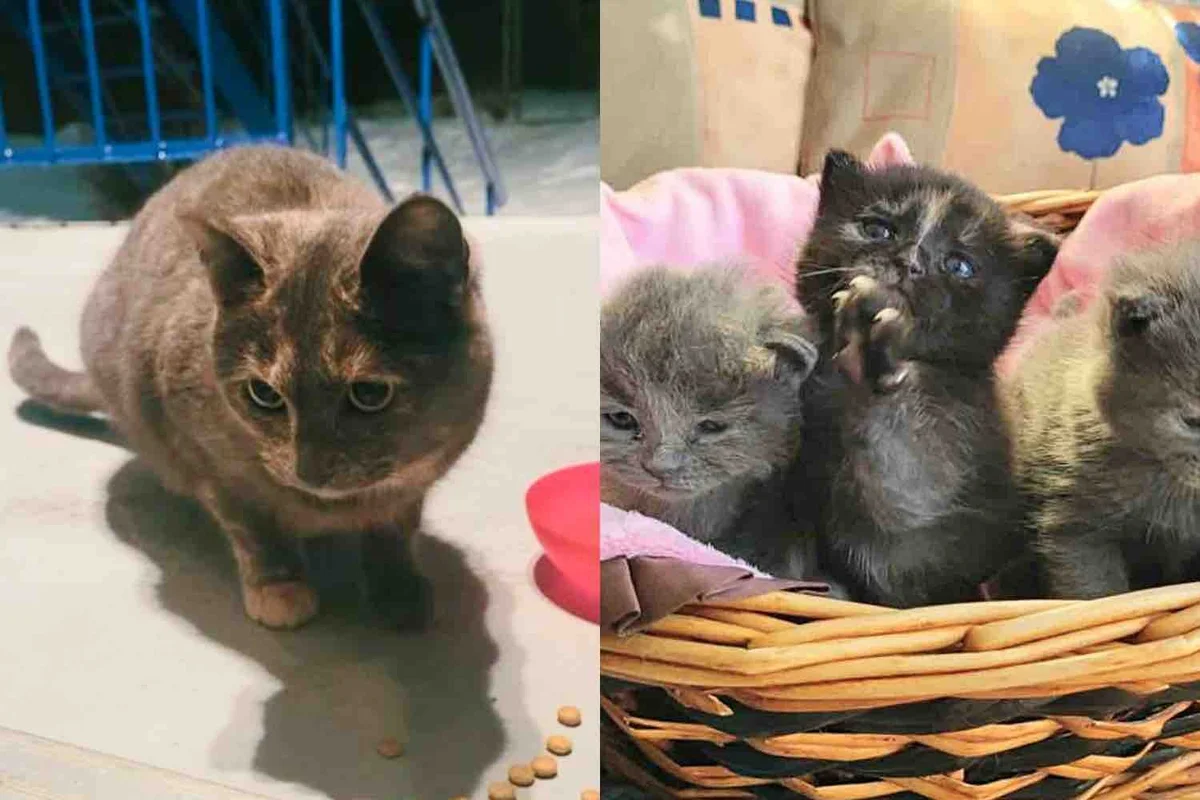 Cat Wanders Neighborhood for Months Until She Finds People Who Not Only Save Her But Her Four Kittens Too