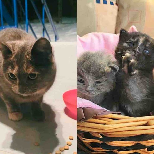 Cat Wanders Neighborhood for Months Until She Finds People Who Not Only Save Her But Her Four Kittens Too