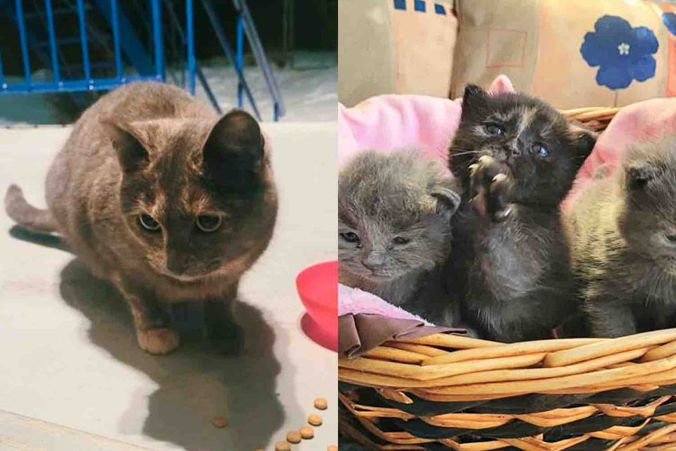 Cat Wanders Neighborhood for Months Until She Finds People Who Not Only Save Her But Her Four Kittens Too
