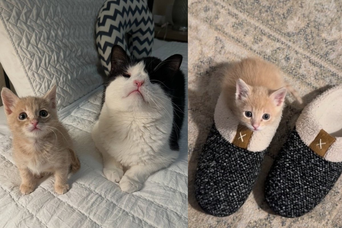 Kitten Arrives at the Shelter All Alone, Meets a Resident Cat Who ‘Mentors’ Him Before His Wish Comes True