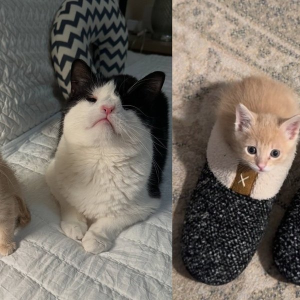 Kitten Arrives at the Shelter All Alone, Meets a Resident Cat Who ‘Mentors’ Him Before His Wish Comes True