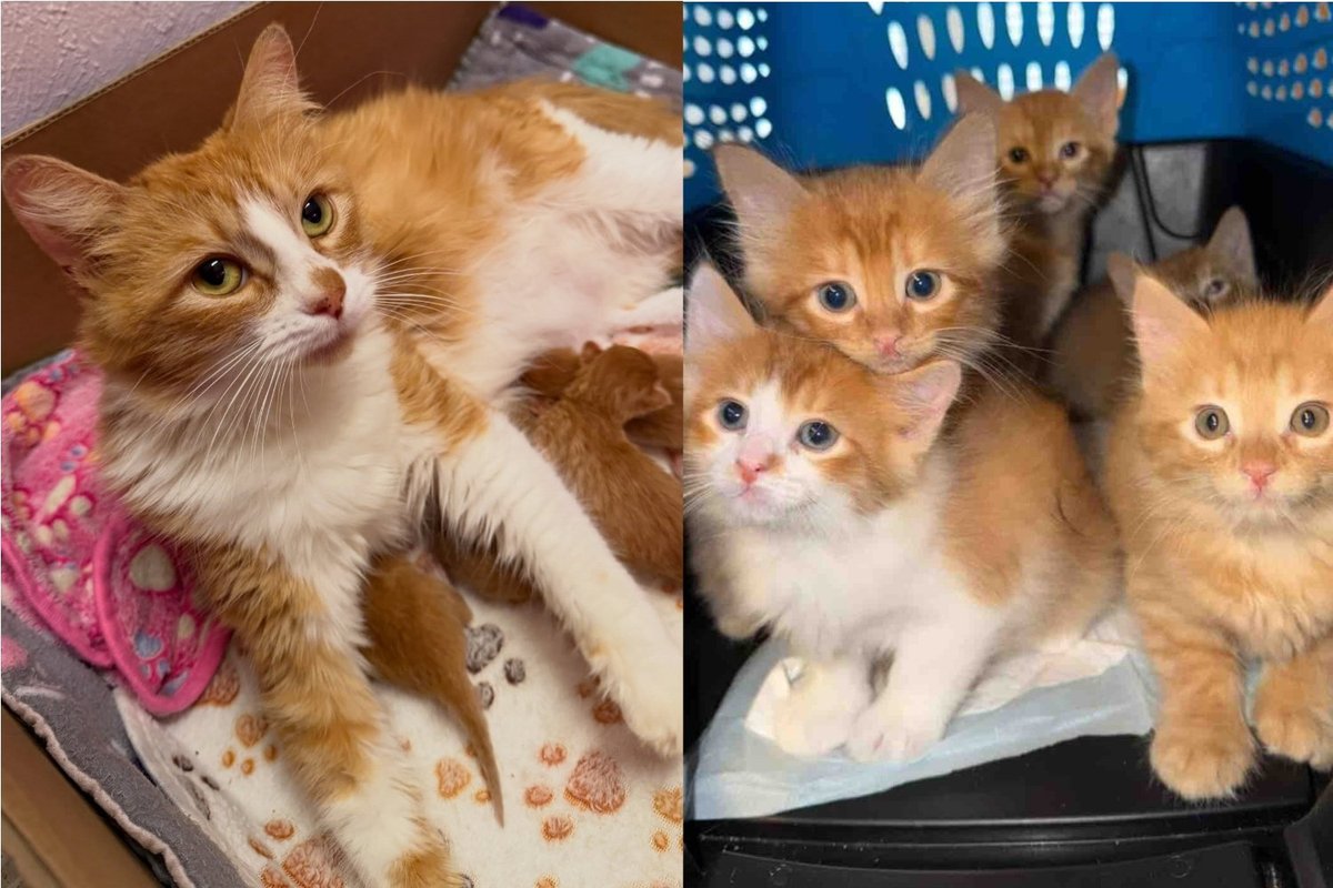 Shortly After Cat Was Found at an Apartment Complex, She Had Kittens, and Later Even Adopted Another One