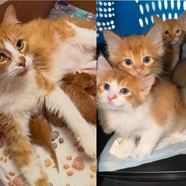 Shortly After Cat Was Found at an Apartment Complex, She Had Kittens, and Later Even Adopted Another One