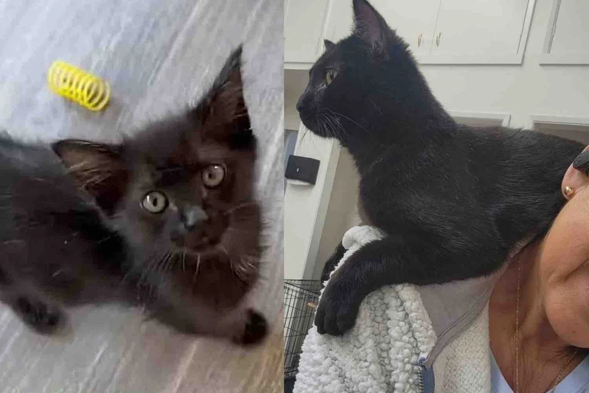 Given a Second Chance a Kitten Proves To be Quite the Fighter and Grows into a Cat with a Big Heart