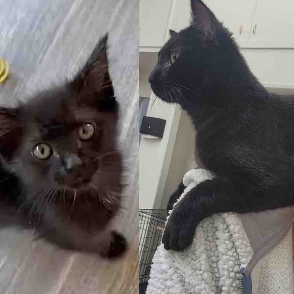 Given a Second Chance a Kitten Proves To be Quite the Fighter and Grows into a Cat with a Big Heart