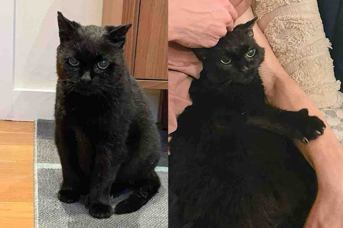 Rescue Team Took in a Cat Found on an Industrial Site and Watched Him Transform into the Gentlest Soul
