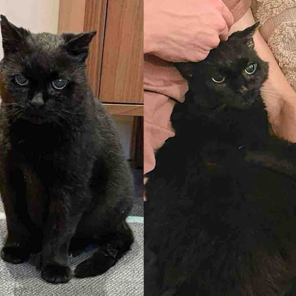 Rescue Team Took in a Cat Found on an Industrial Site and Watched Him Transform into the Gentlest Soul