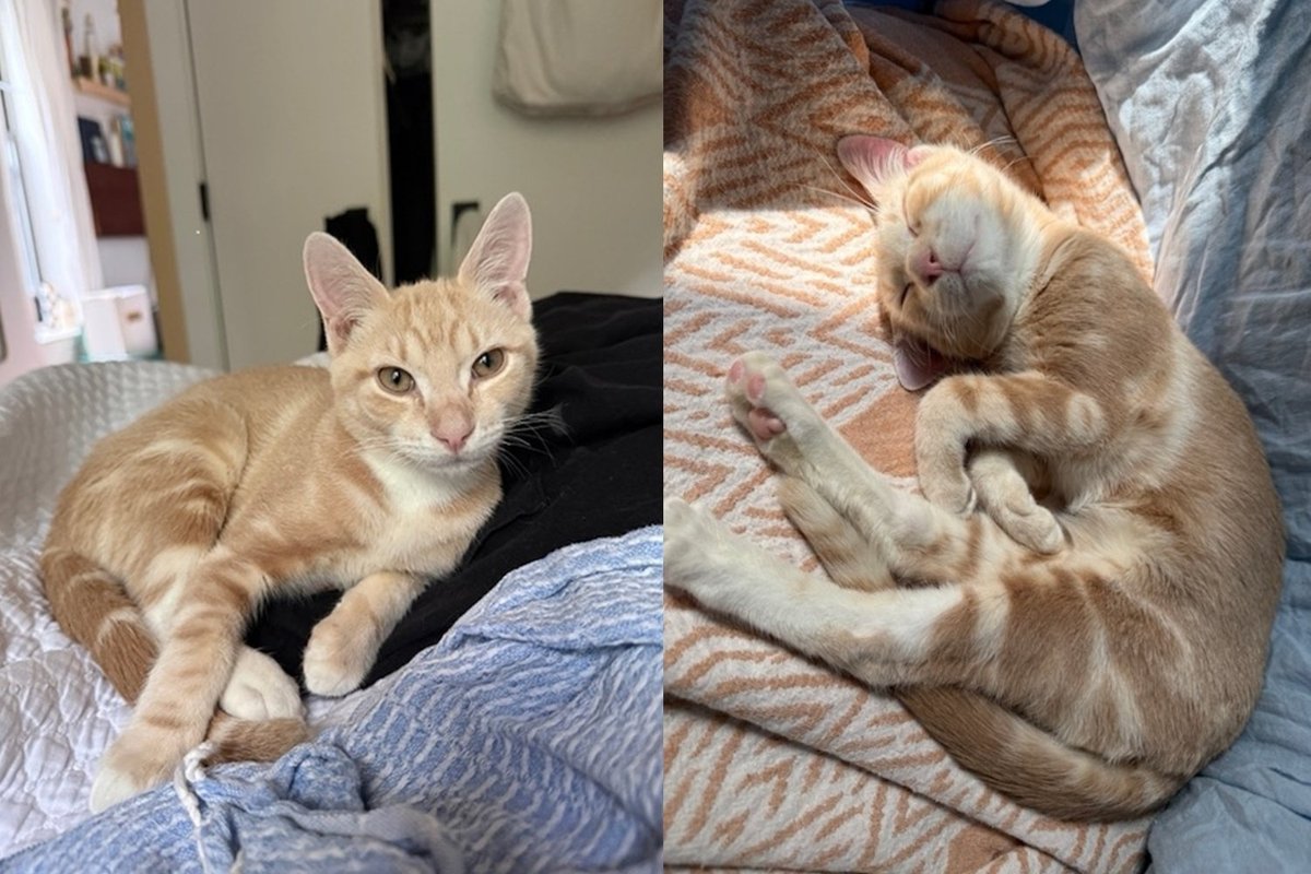 Wobbly Kitten Overlooked by Everyone Turns Out to Have the Most Unforgettable Personality of All
