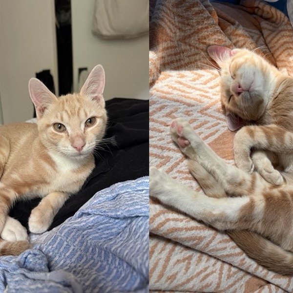 Wobbly Kitten Overlooked by Everyone Turns Out to Have the Most Unforgettable Personality of All