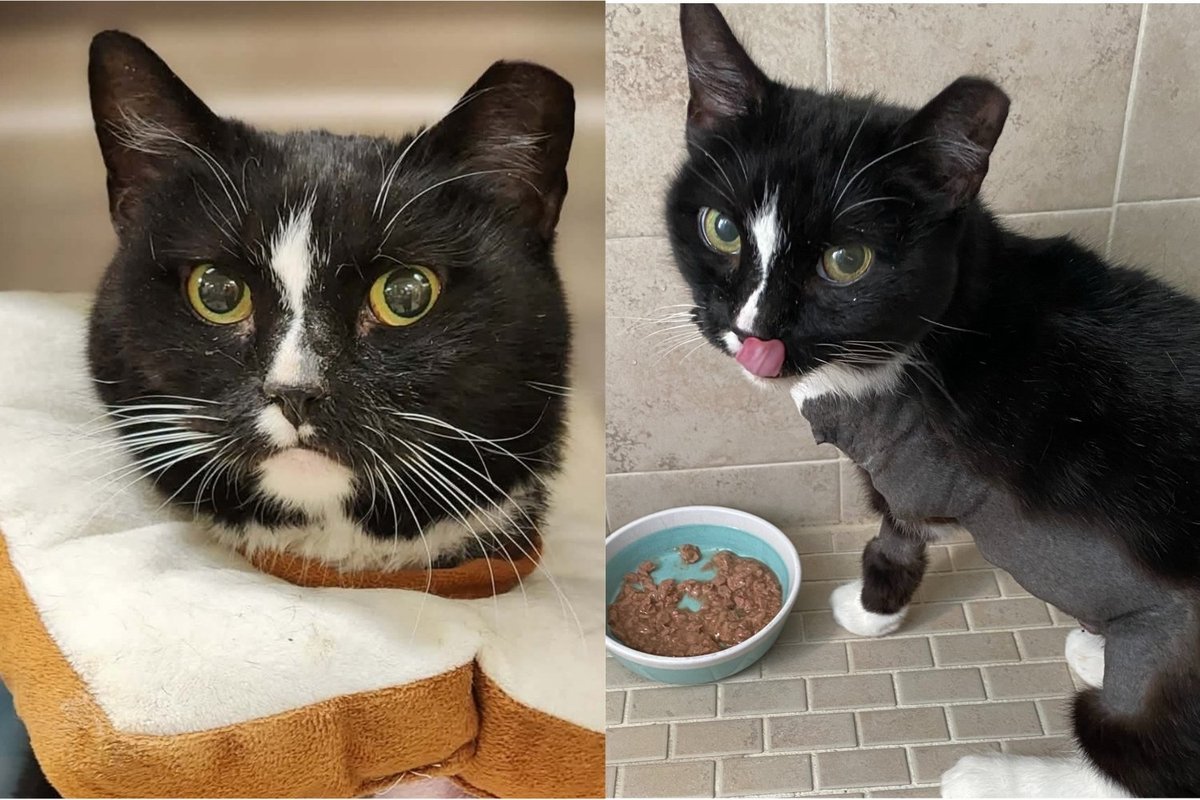 Rescue Cat Came with Every Obstacle Stacked Against Her and Refused to Let Any Dim Her Joy
