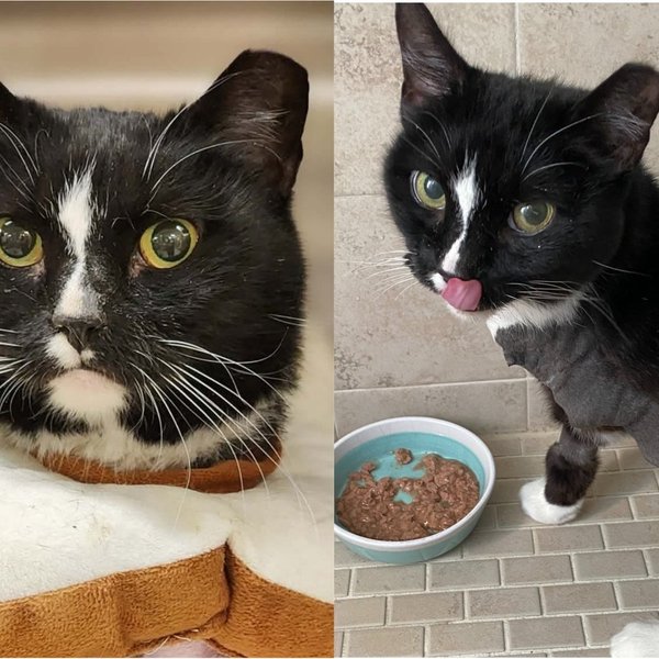 Rescue Cat Came with Every Obstacle Stacked Against Her and Refused to Let Any Dim Her Joy